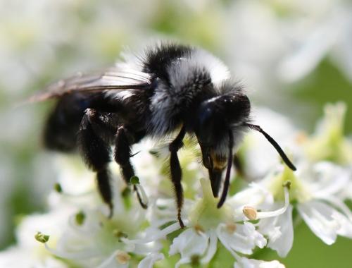 Réf. 243 478 : Andrena cineraria